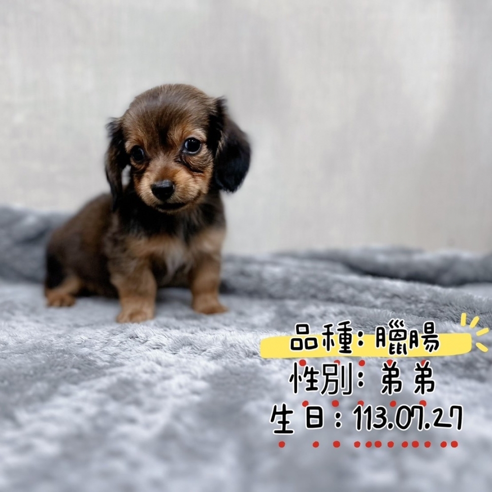 臘腸弟弟