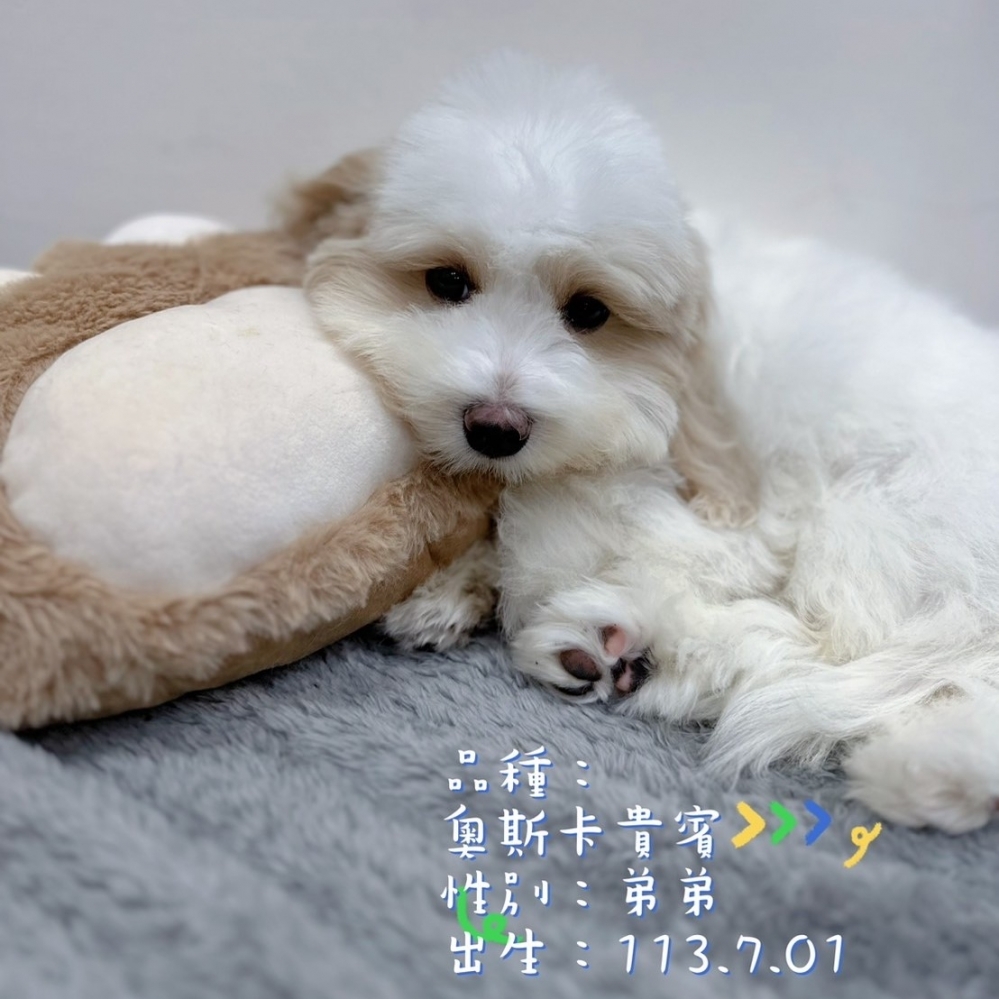 奧斯卡貴賓弟弟