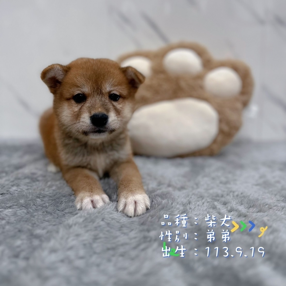 柴犬弟弟