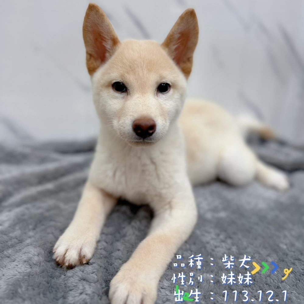 柴犬妹妹