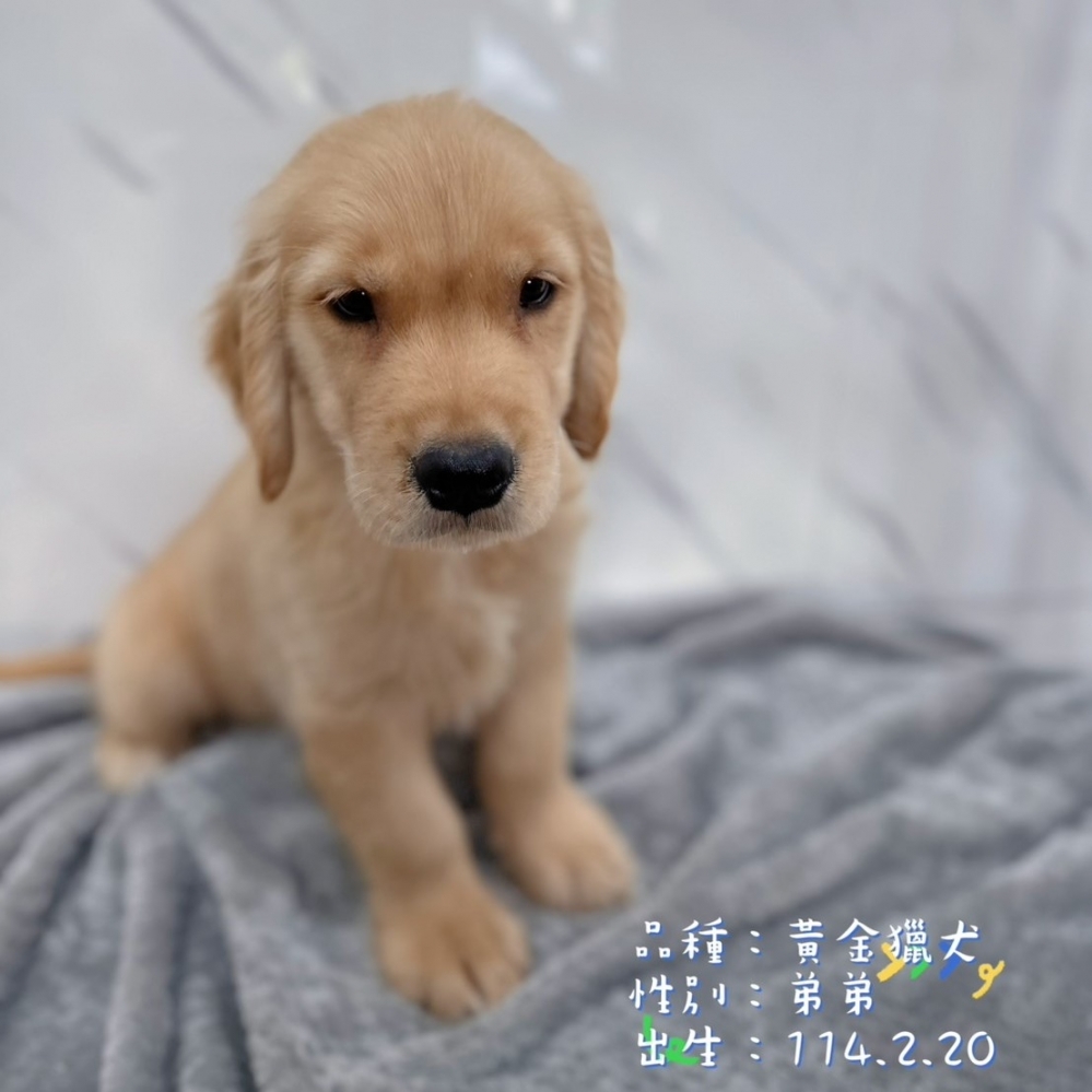 黃金獵犬弟弟