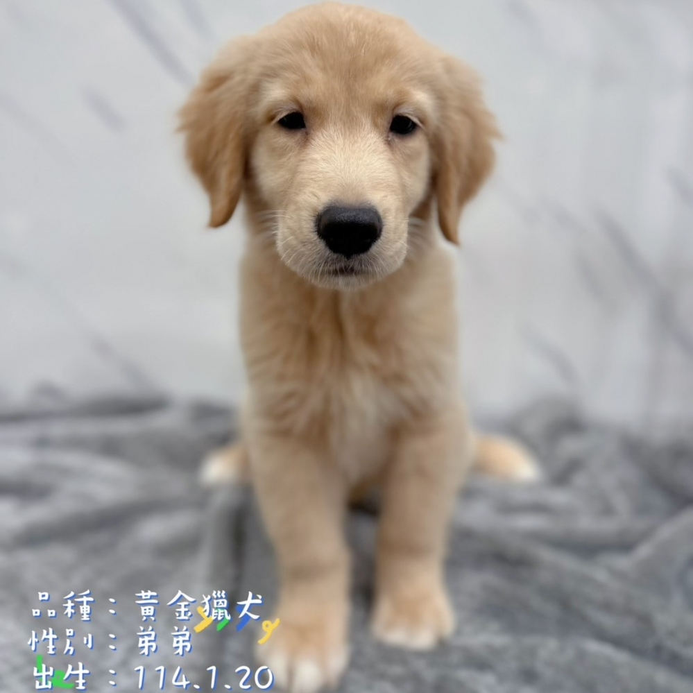 黃金獵犬弟弟