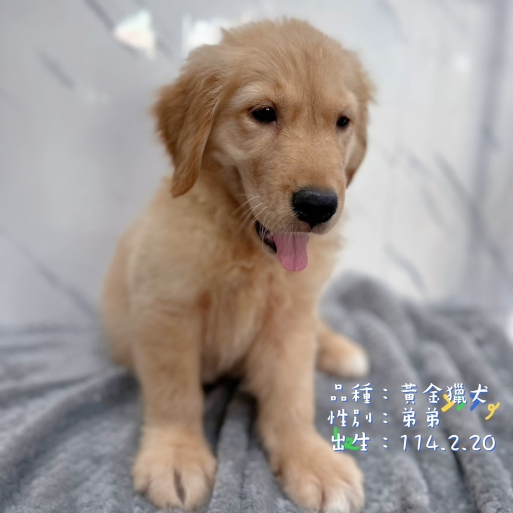 黃金獵犬弟弟