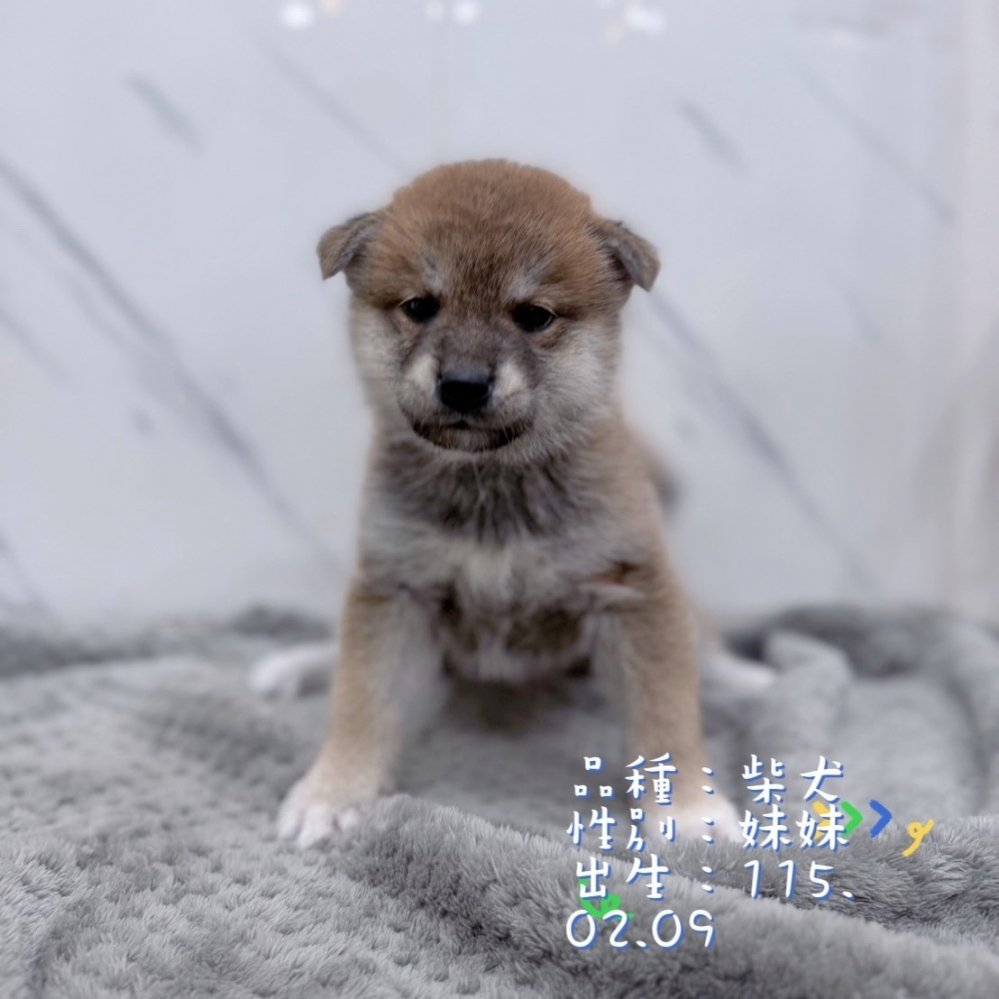 柴犬妹妹