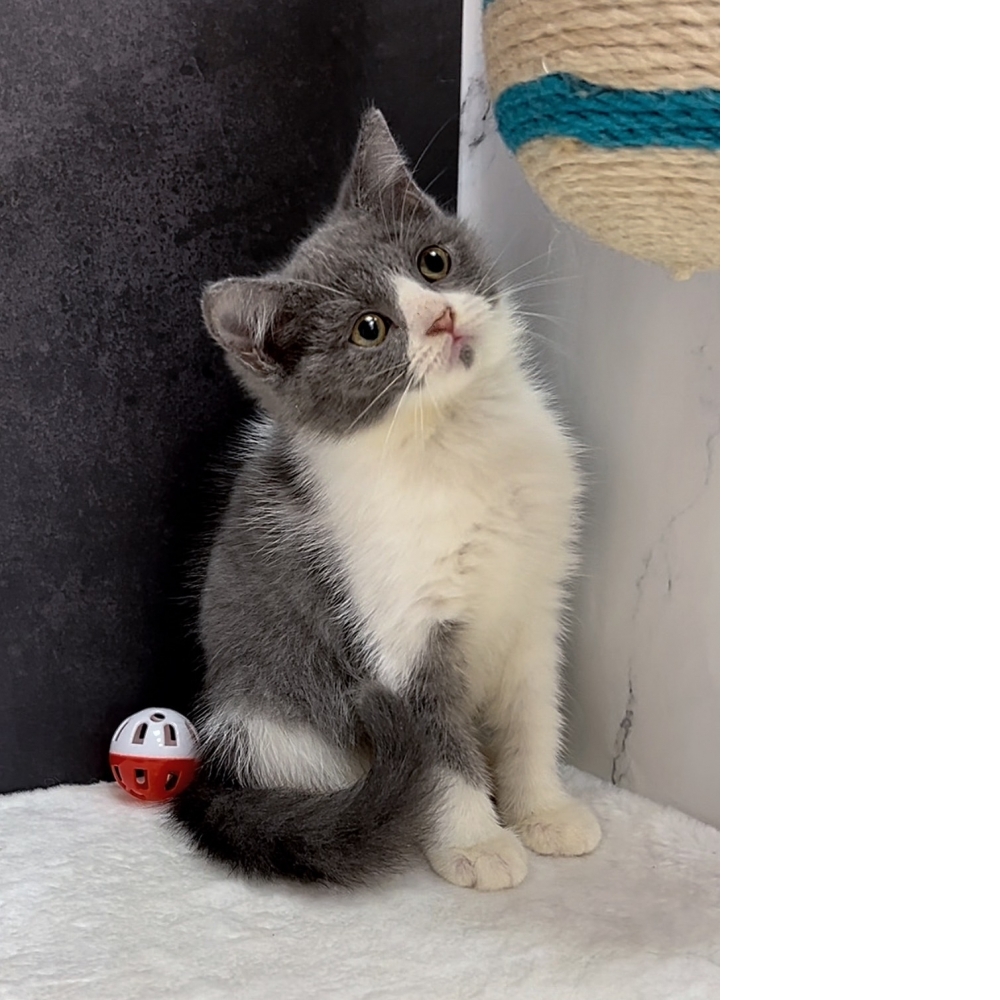 【已售出】英短 藍白色