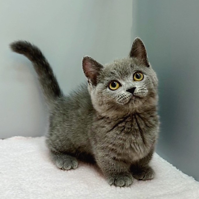 【已售出】曼赤肯 藍色