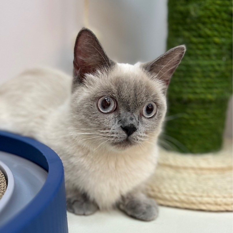 【已售出】曼赤肯 重點色