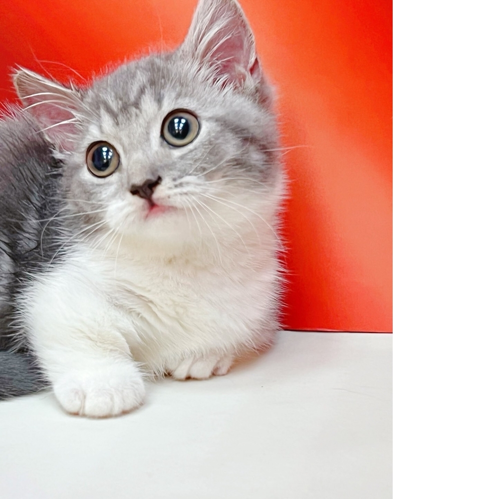 【已售出】曼赤肯 山貓紋