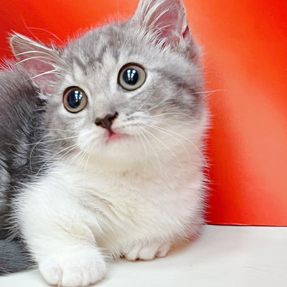 【已售出】曼赤肯 山貓紋