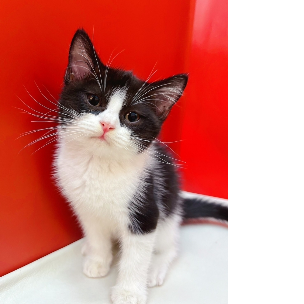 【已售出】英短 黑白色