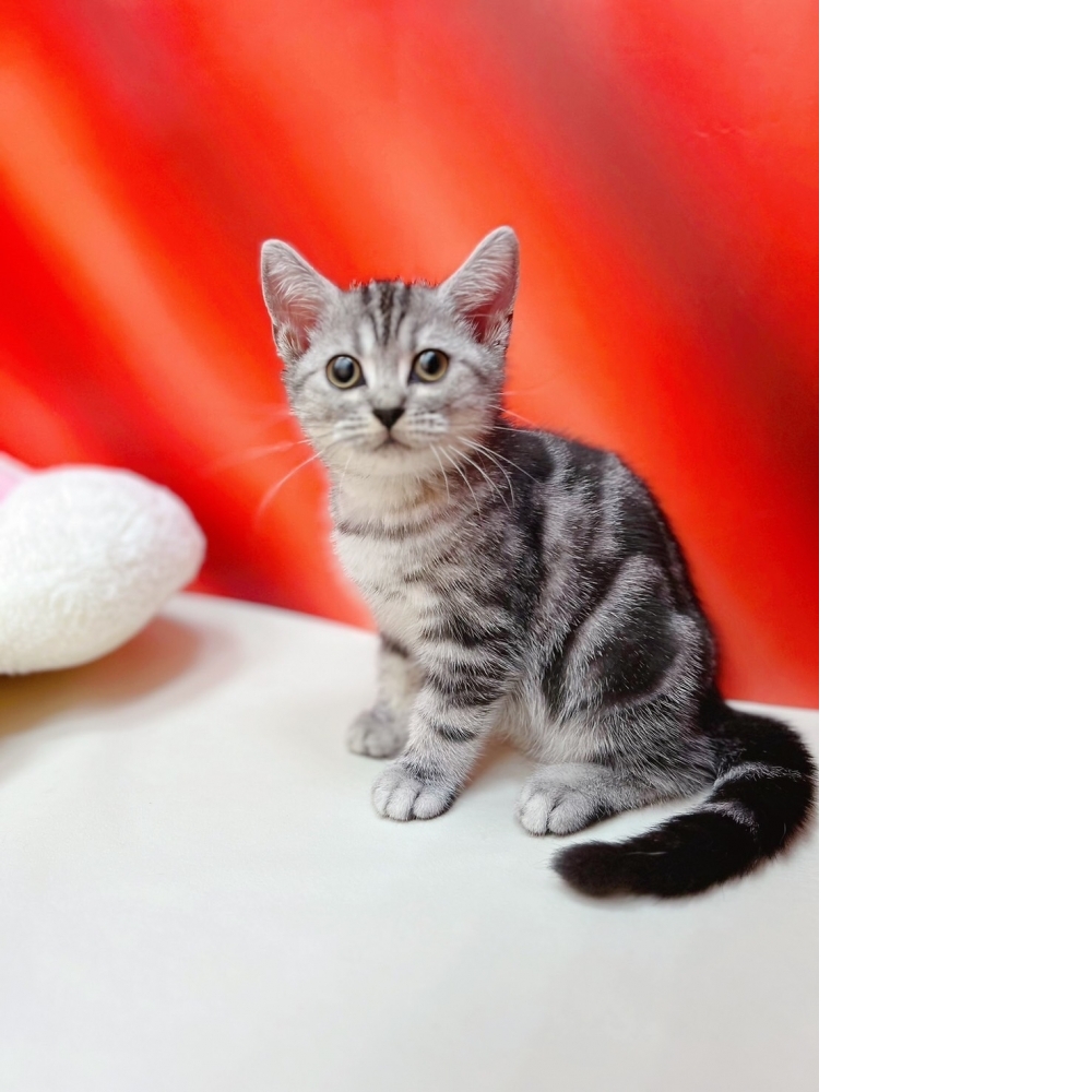 【已售出】  美短 深紋