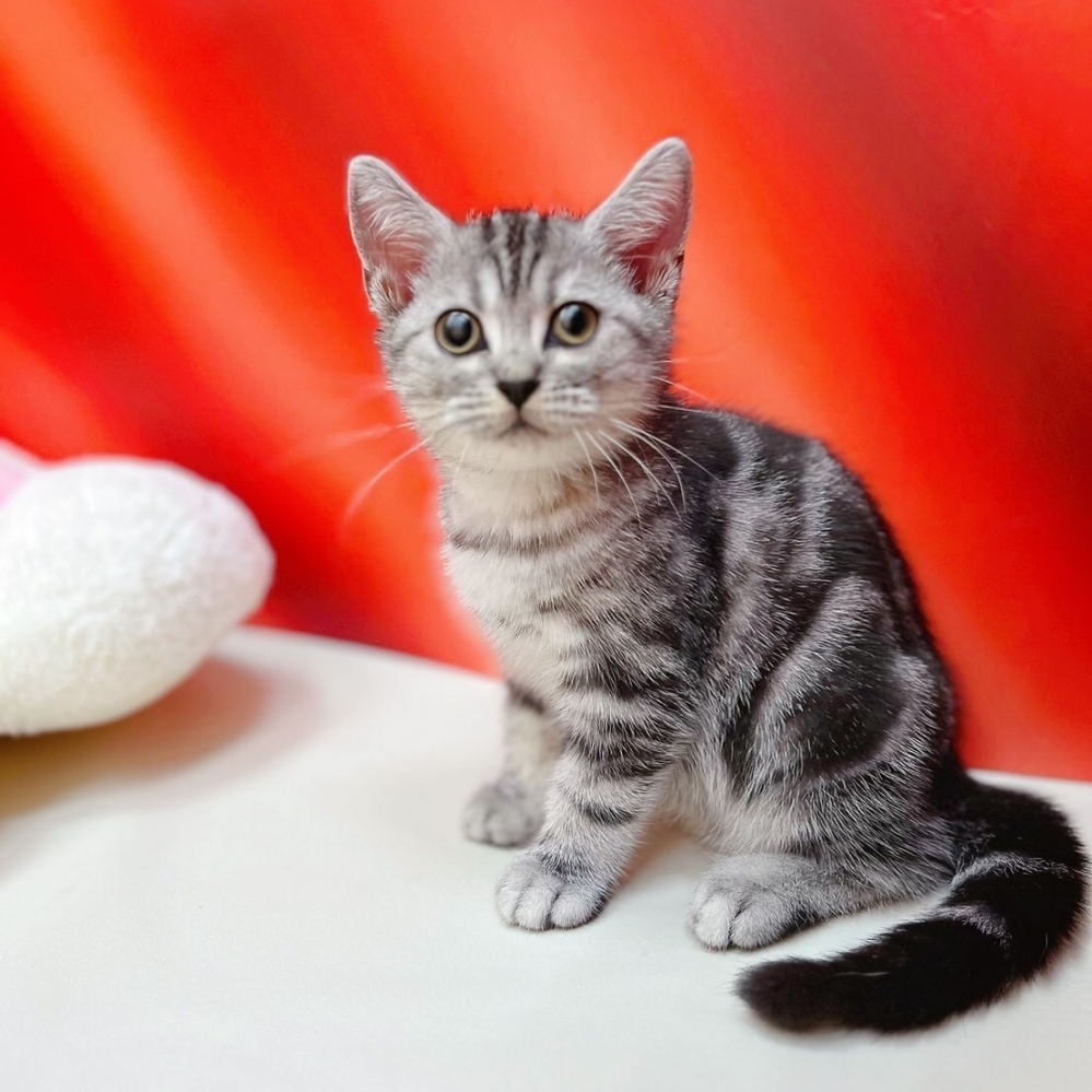 【已售出】  美短 深紋