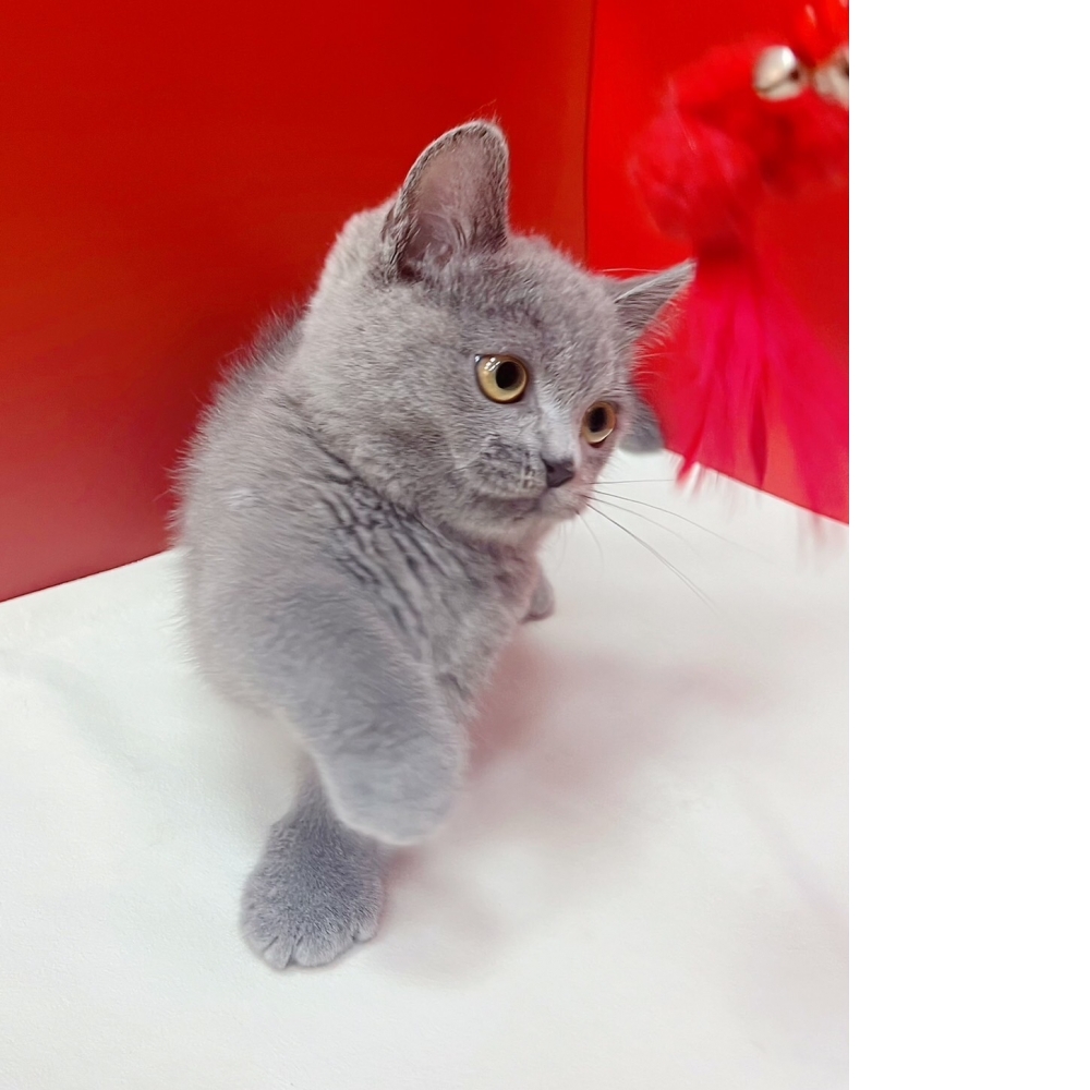 【已售出】曼赤肯 藍色