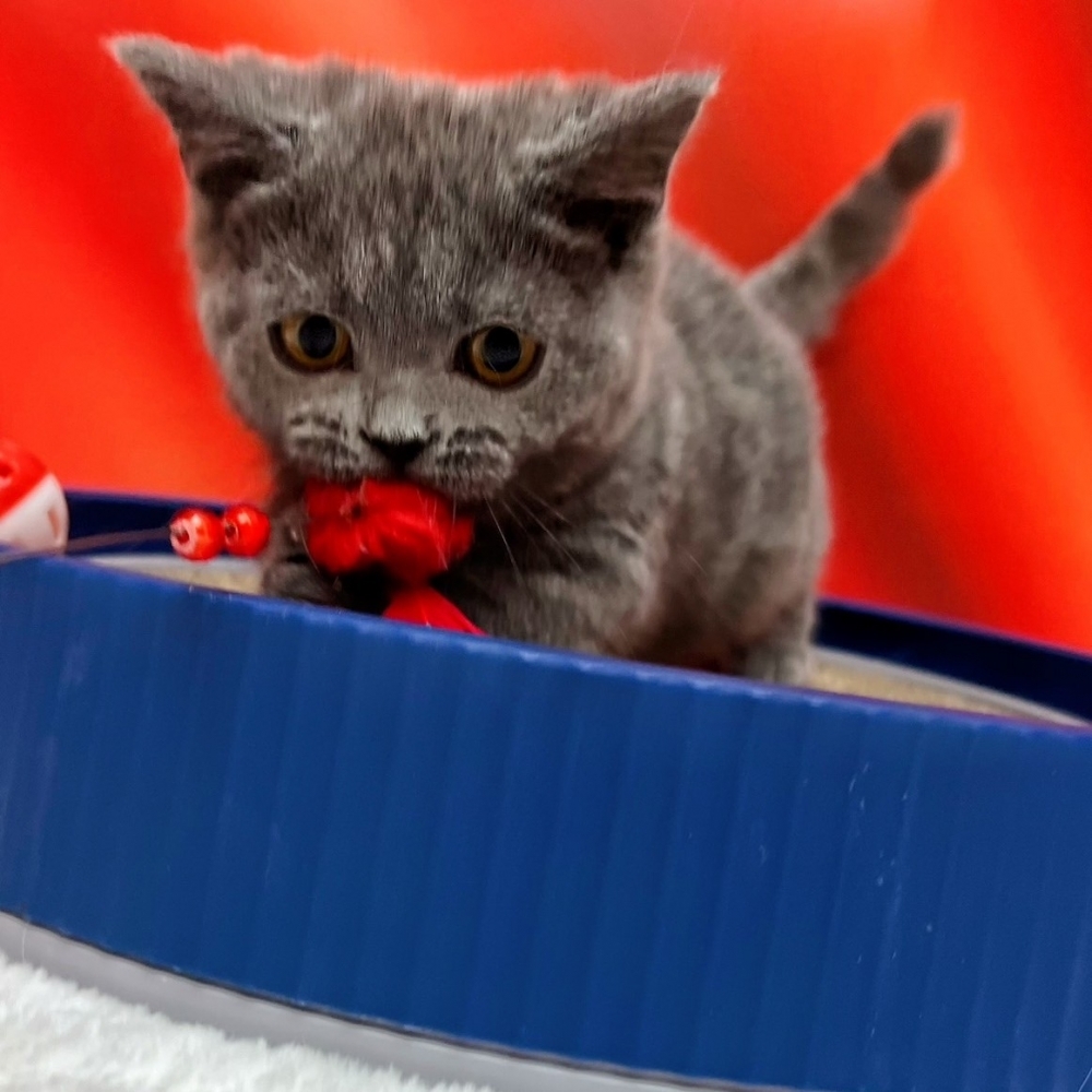 【已售出】曼赤肯-藍色