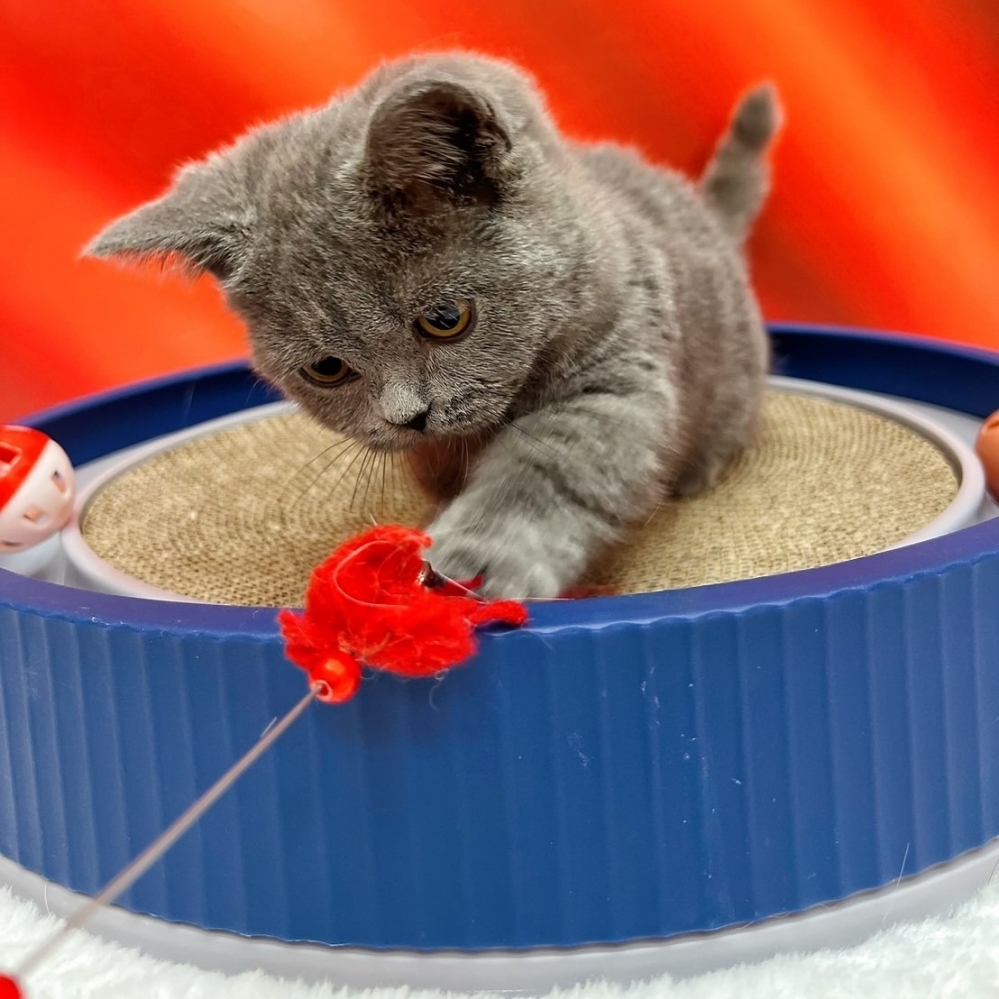 【已售出】曼赤肯-藍色