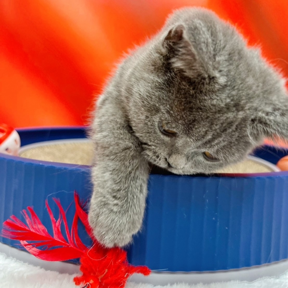 【已售出】曼赤肯-藍色