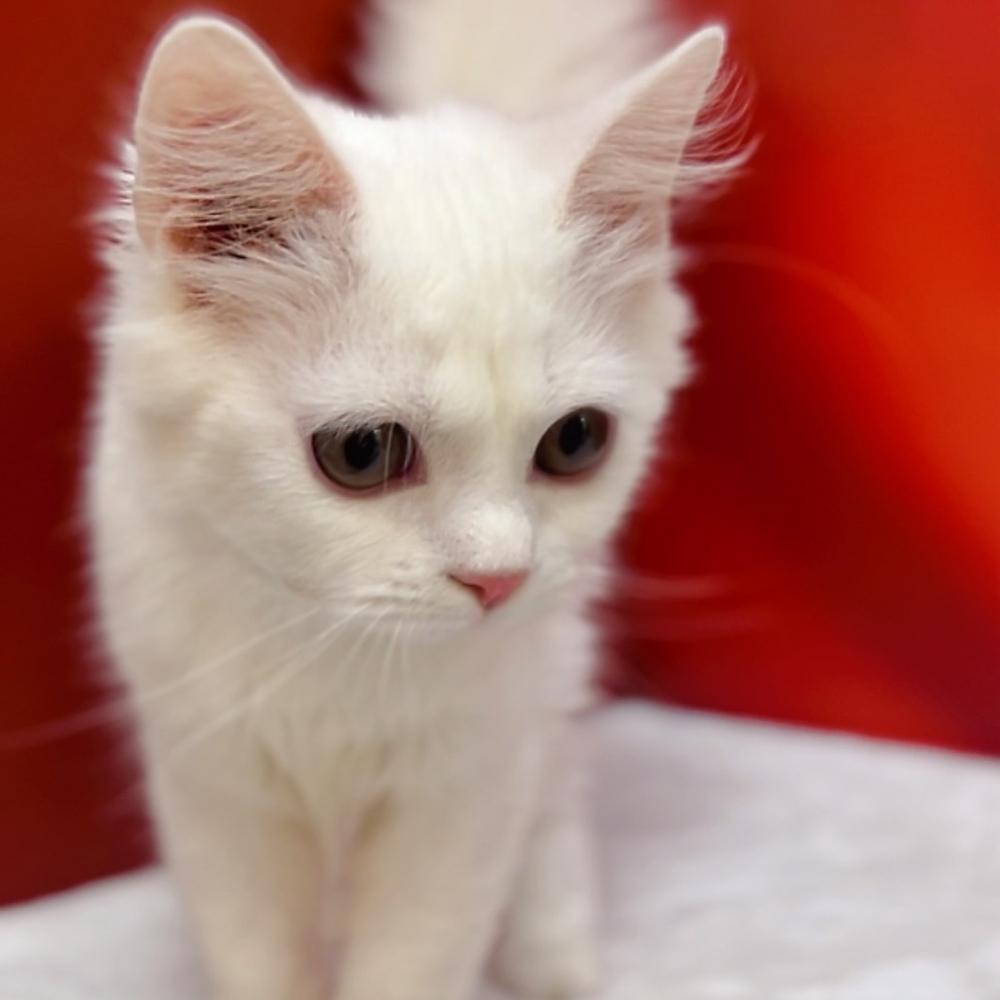 【已售出】英長-奶白