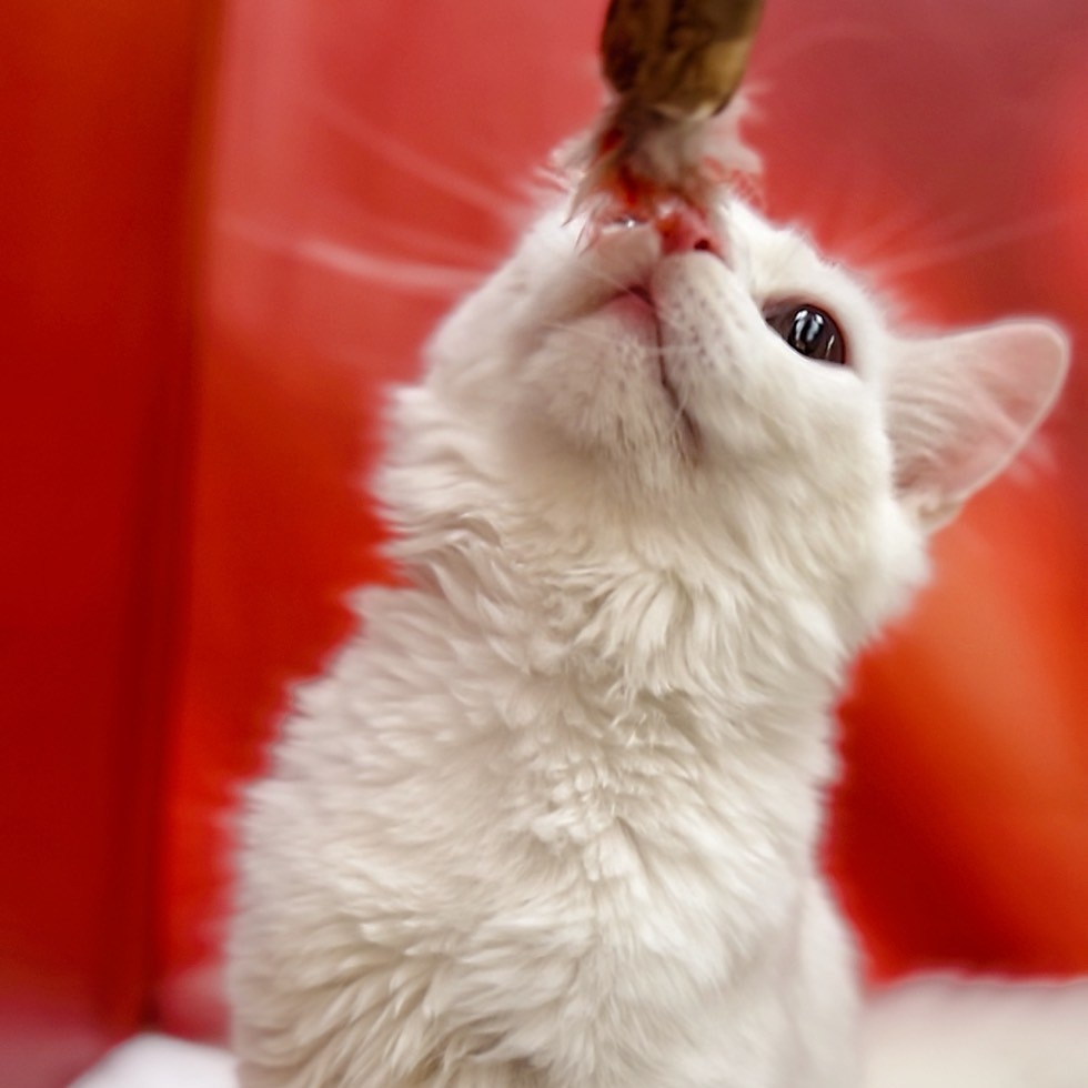 【已售出】英長-奶白