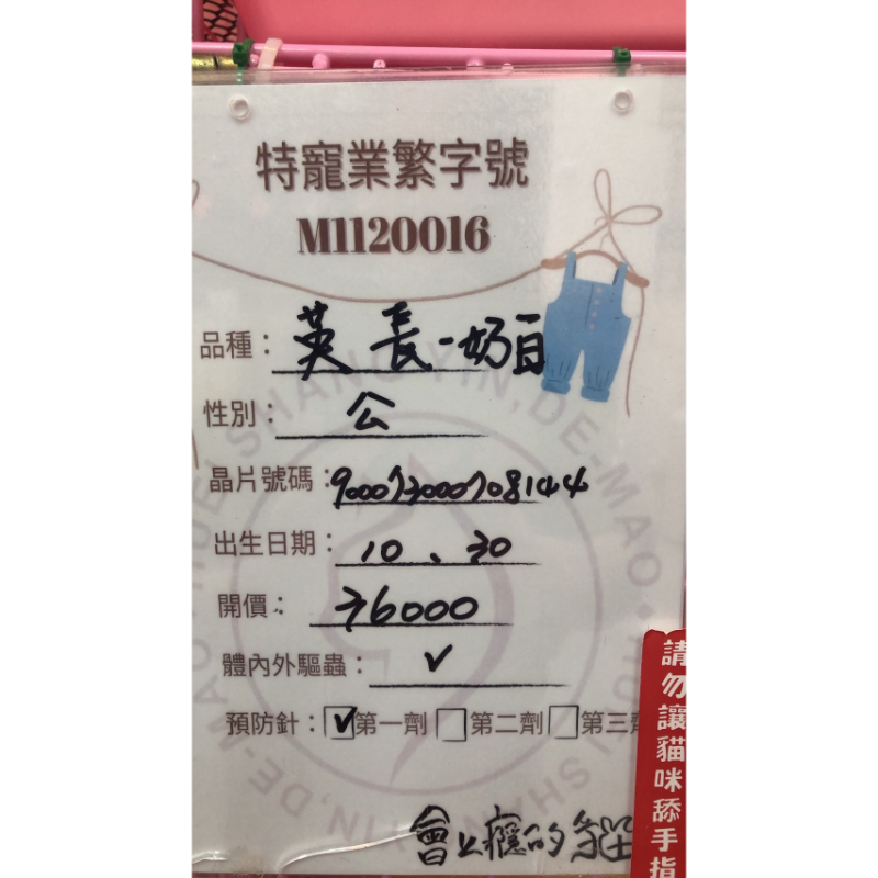 【已售出】英長-奶白