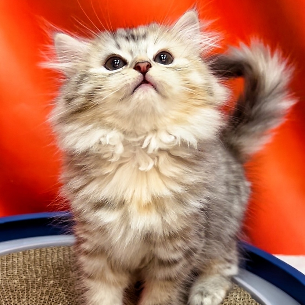 【已售出】英長