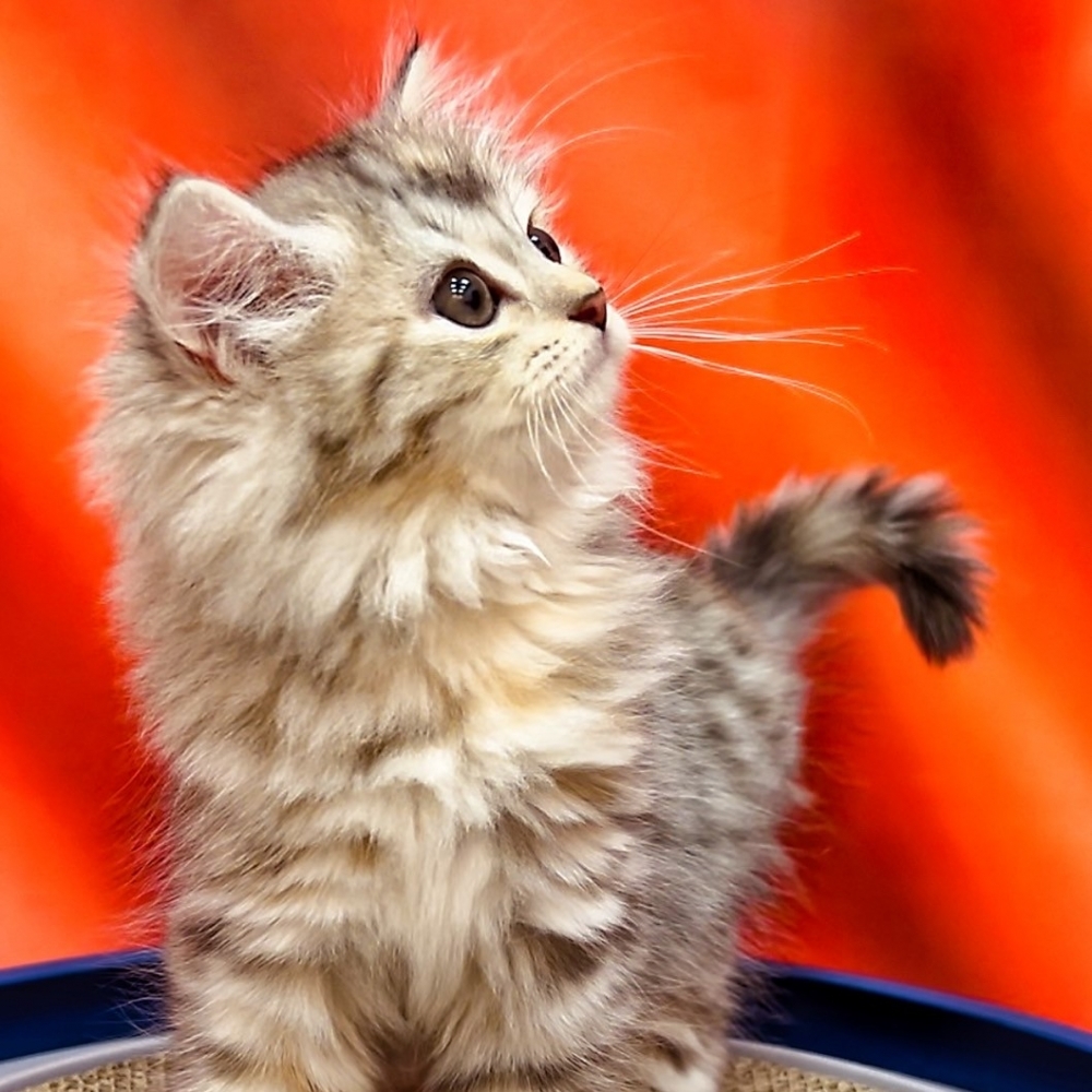 【已售出】英長