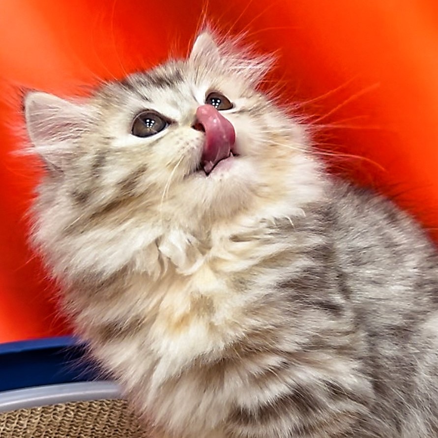 【已售出】英長