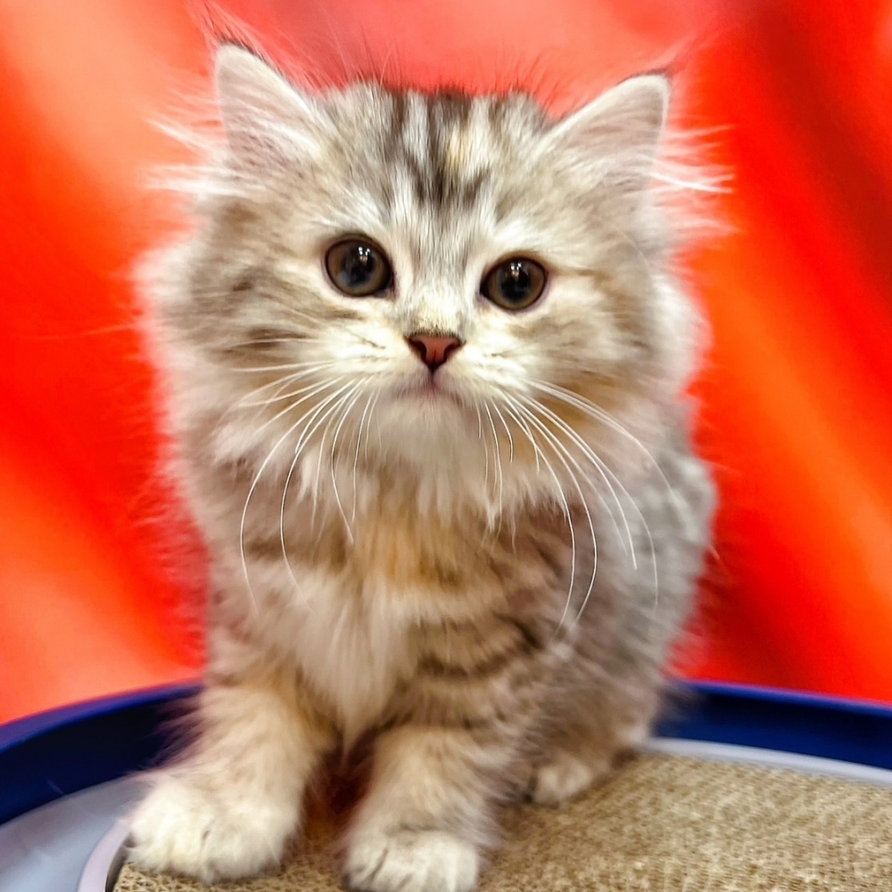 【已售出】英長