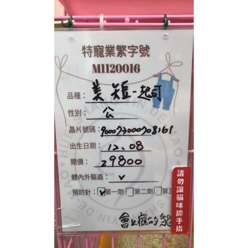 【已售出】美短-起司