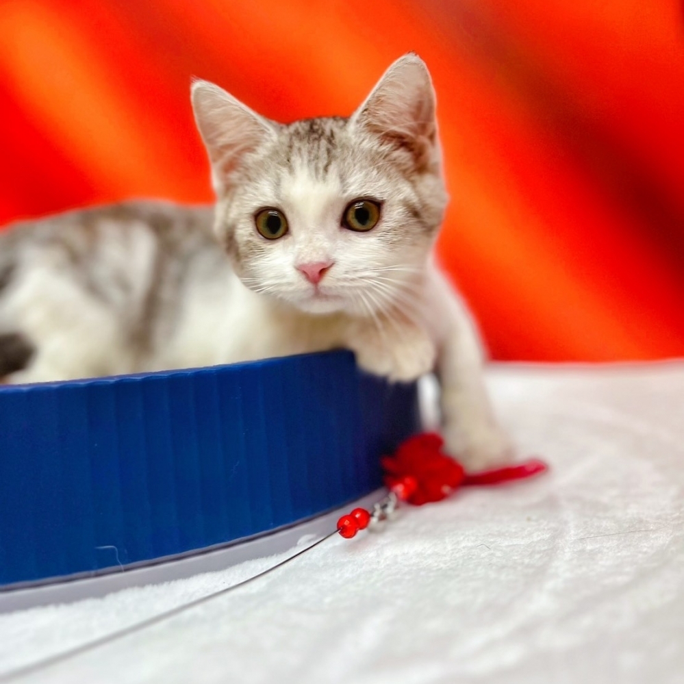 【已售出】美短-起司