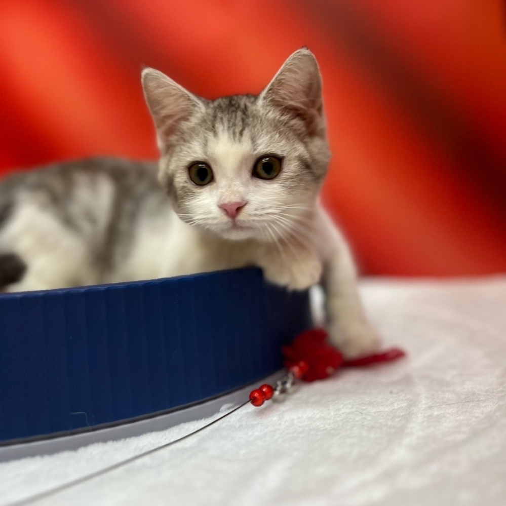 【已售出】美短-起司