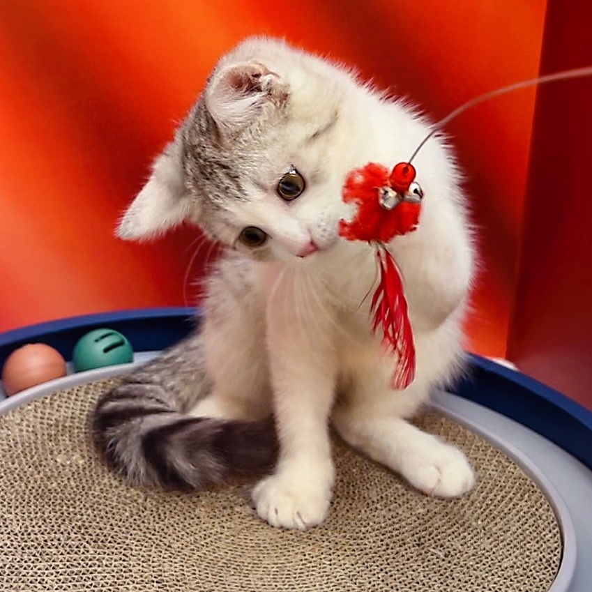 【已售出】美短-起司