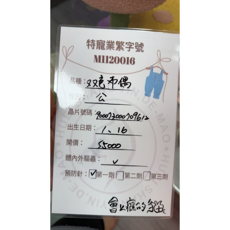 【已售出】布偶貓-雙色