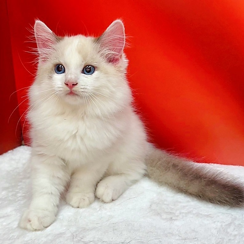 【已售出】布偶貓-雙色