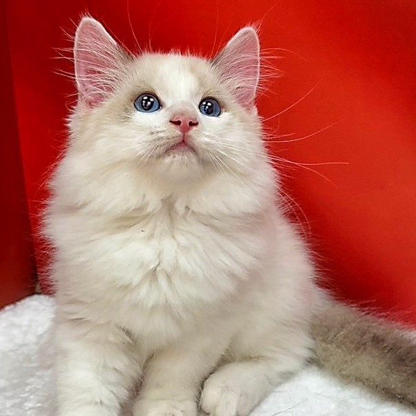 【已售出】布偶貓-雙色