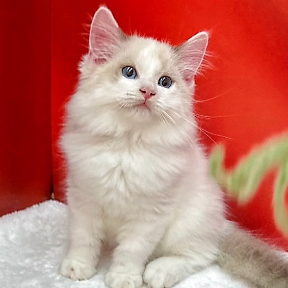 【已售出】布偶貓-雙色