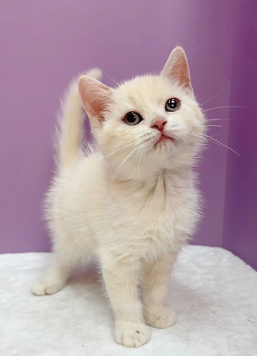 【已售出】英短-奶油