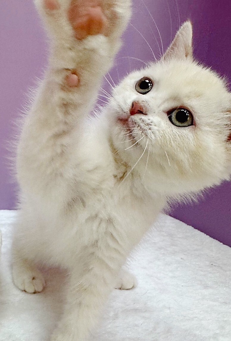 【已售出】英短-奶油