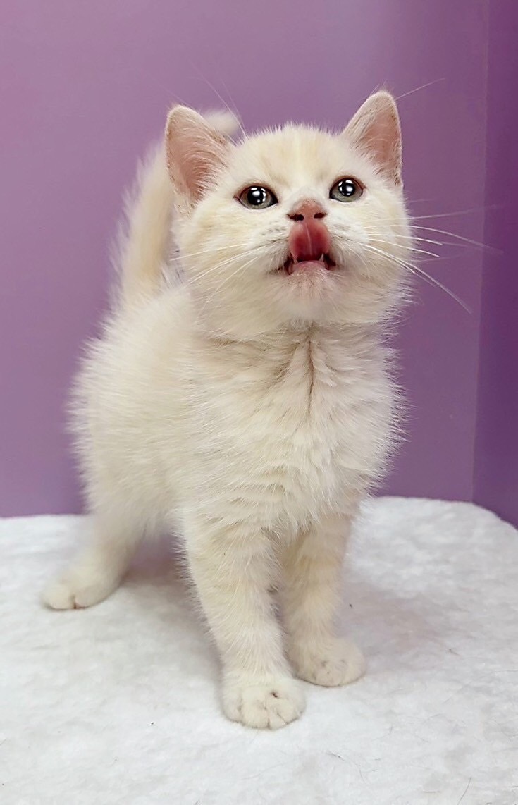 【已售出】英短-奶油