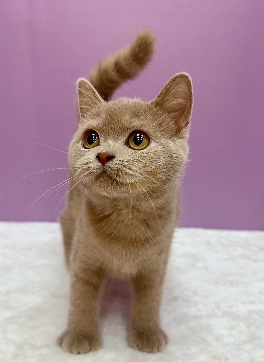 【已售出】英短-特殊(丁香)色