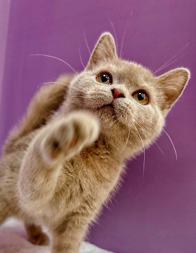 【已售出】英短-特殊(丁香)色