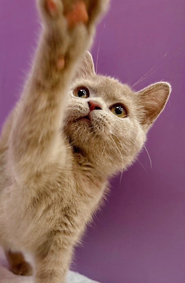 【已售出】英短-特殊(丁香)色