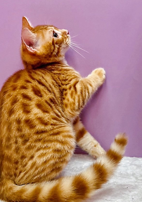 【已售出】美短-橘色