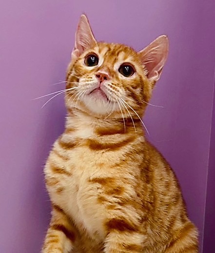 【已售出】美短-橘色