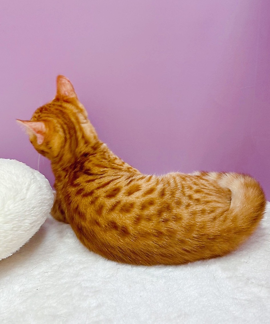 【已售出】美短-橘色