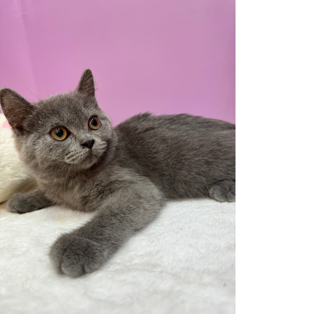 【已售出】英短-藍色