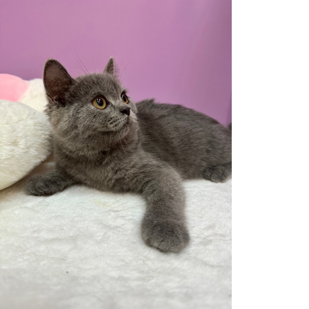 【已售出】英短-藍色