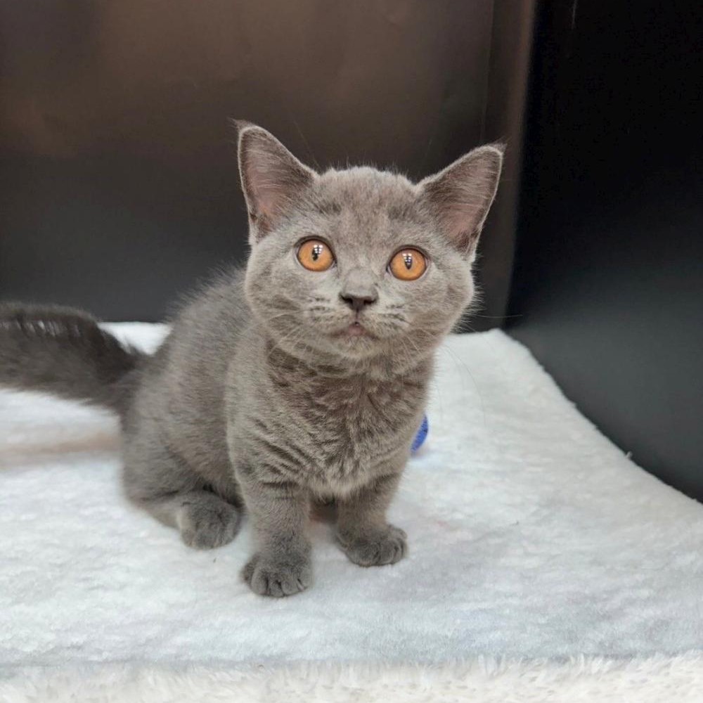 【已售出】曼赤肯-藍色