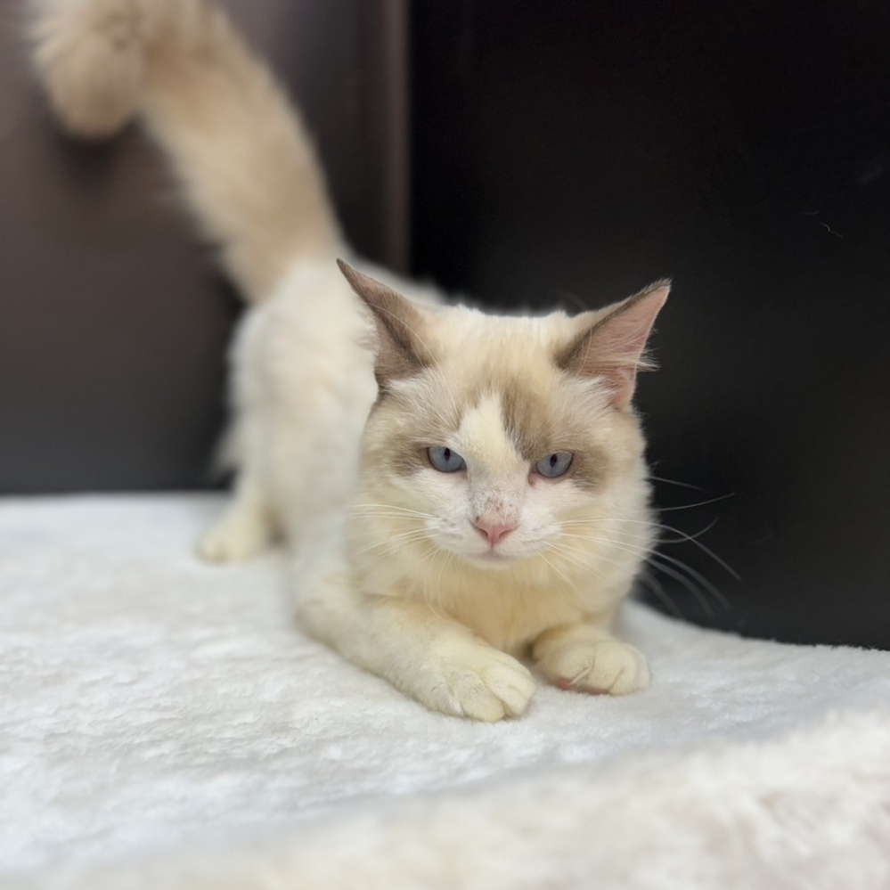 【已售出】布偶-雙色