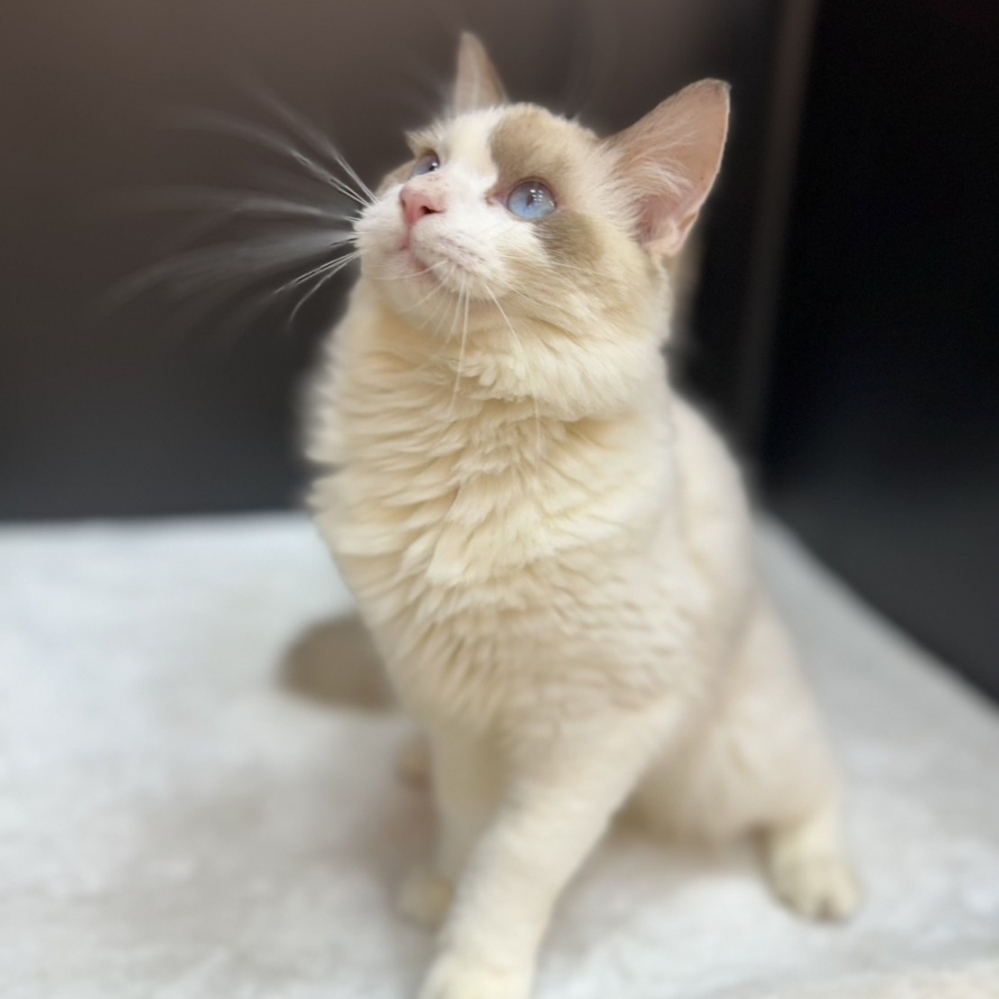 【已售出】布偶-雙色