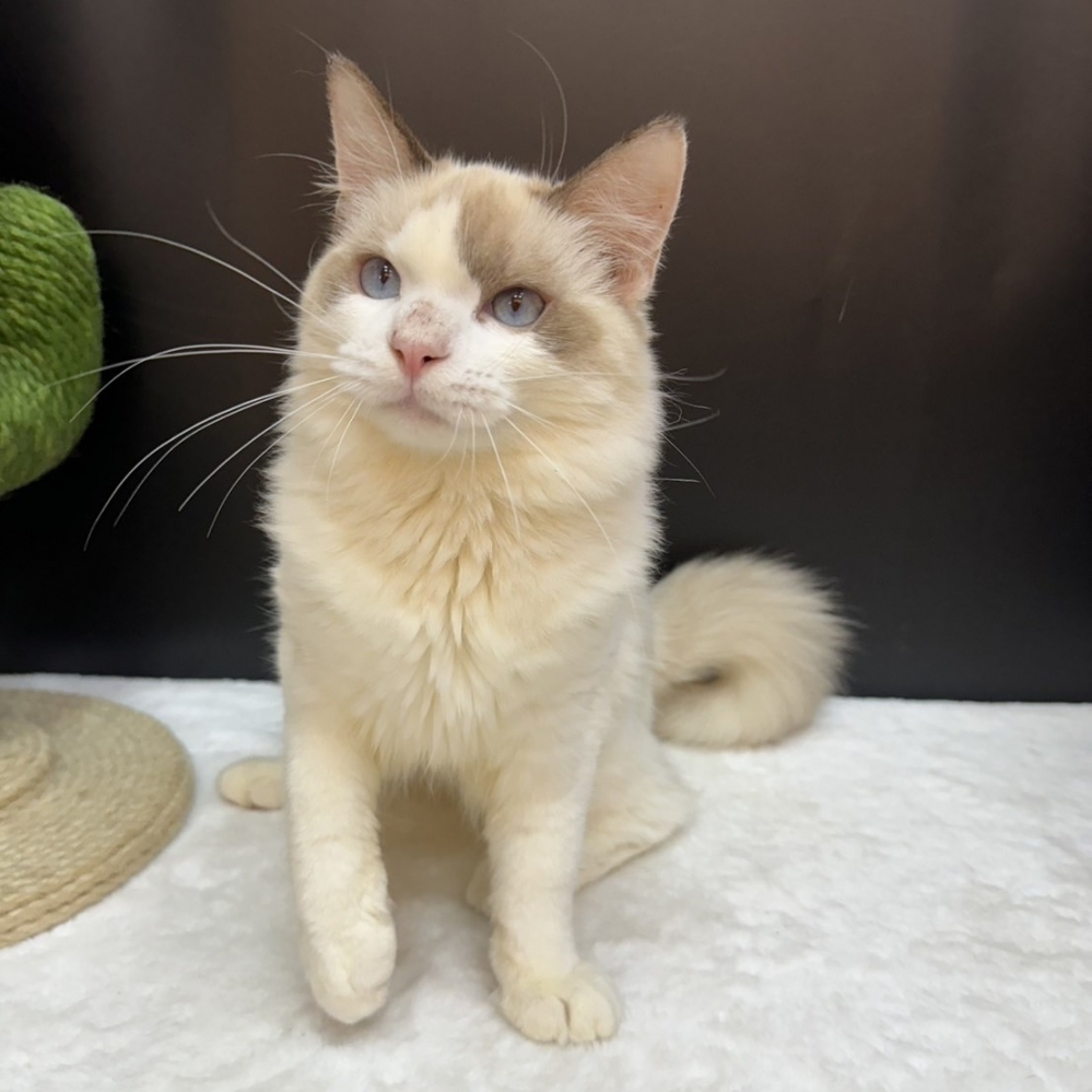 【已售出】布偶-雙色